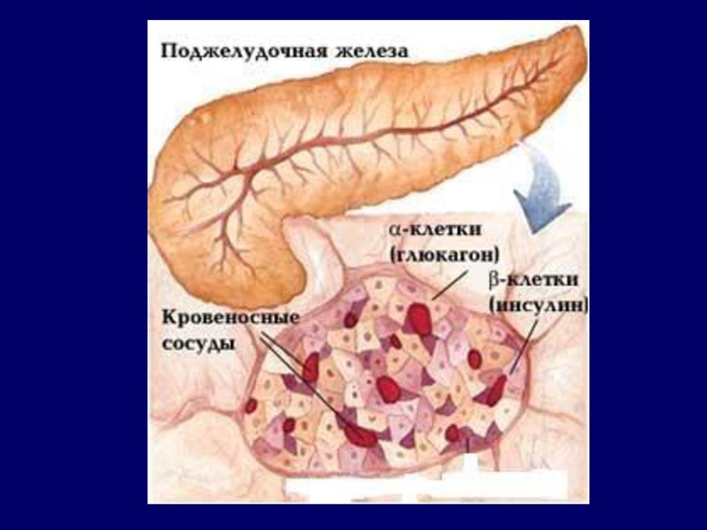 Вещество выделяемое железами. Строение поджелудочной железы островки Лангерганса. Клетки островков Лангерганса. B клетки поджелудочной железы. Бета-клетки островков Лангерганса поджелудочной железы.