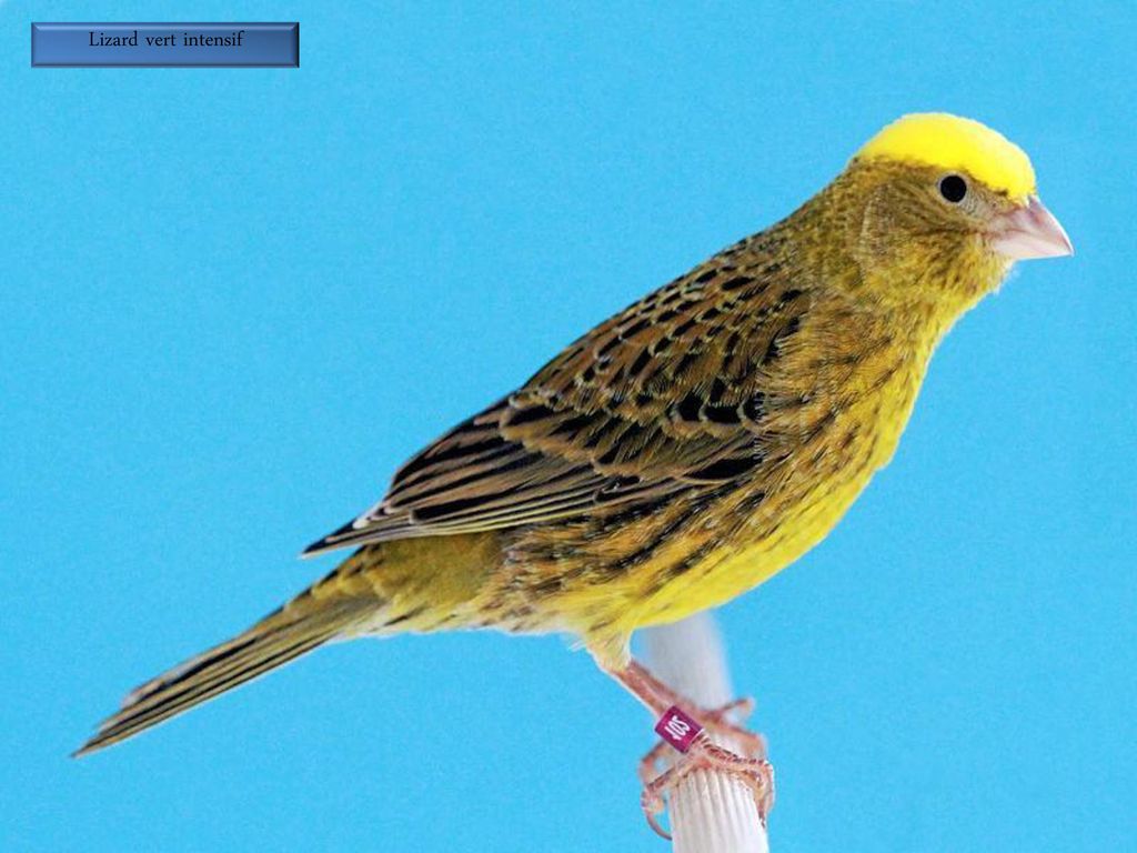 Canari Oiseaux Chanson Télécharger Raigreattingpsychgq