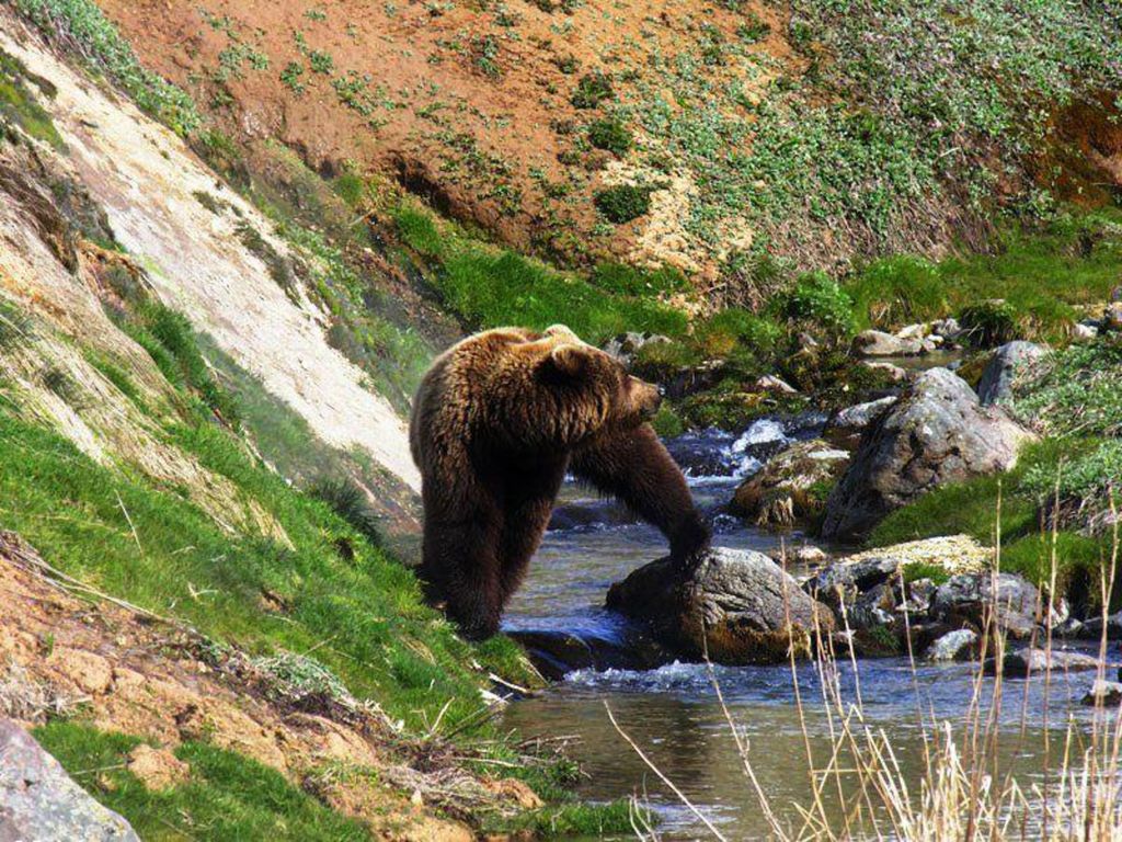 Описание фотографии камчатский бурый медведь. Бурый медведь Камчатки. Камчатский бурый медведь. Долина гейзеров медведи. Камчатка медведи.