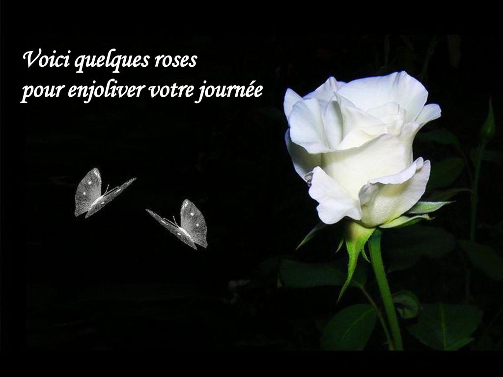 Voici Quelques Roses Pour Enjoliver Votre Journee Ppt Telecharger