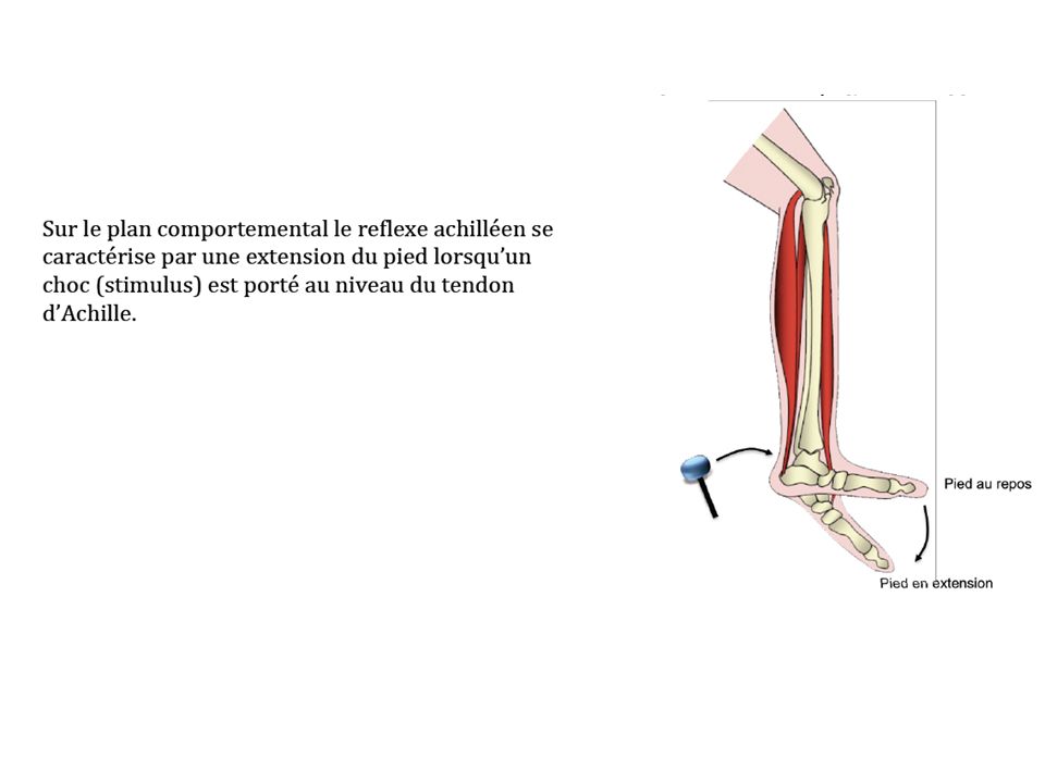 tendon de la jambe