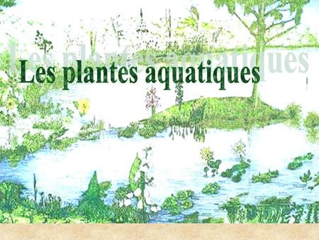 Les plantes aquatiques
