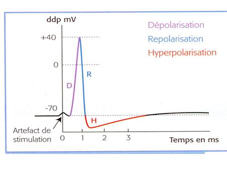 1 234 Une stimulation provenant de la gauche (partie non visible) va provoquer l'ouverture des canaux sodiques, puis celle des canaux potassiques.