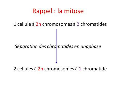 Rappel : la mitose 1 cellule à 2n chromosomes à 2 chromatides