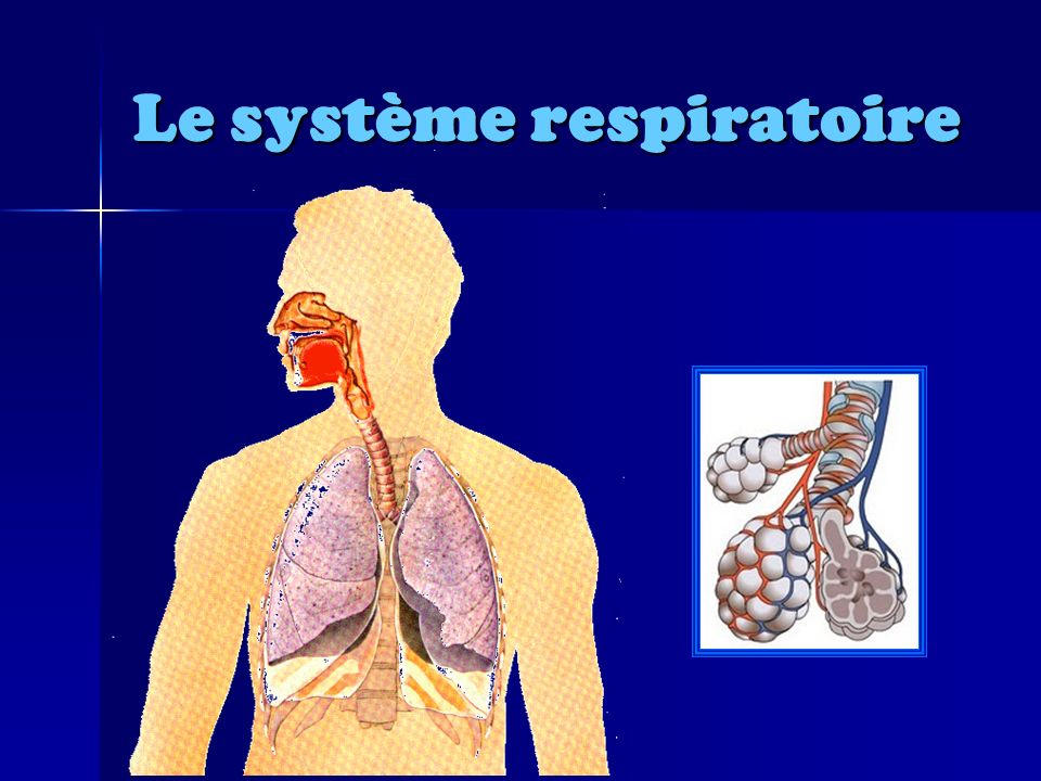 Appareil Respiratoire : Anatomie Et Physiologie