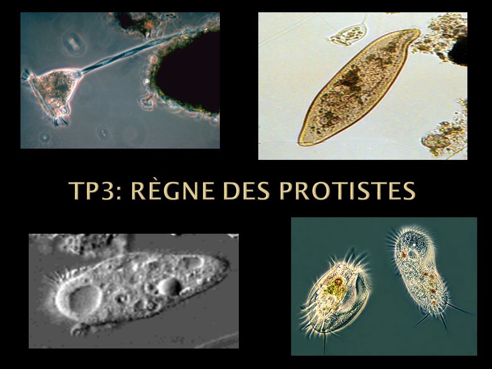 Les protozoaires paraziták ppt, Agyi parazita elszámolás - montkongresszus.hu