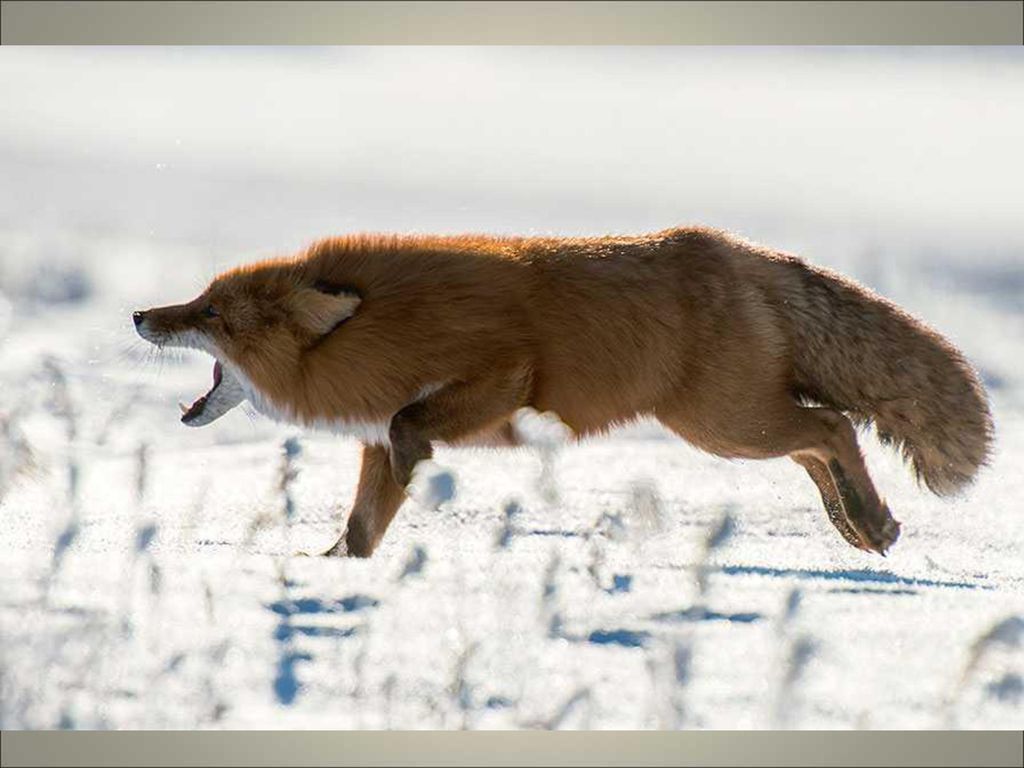 Fox on the run. Лиса Чукотки. Лиса бежит. Лиса убегает. Лисенок бежит.