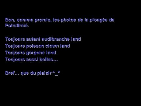 Bon, comme promis, les photos de la plongée de Poindimié. Toujours autant nudibranche land Toujours poisson clown land Toujours gorgone land Toujours aussi.