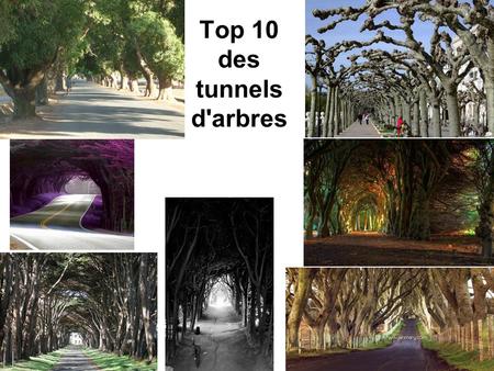 Top 10 des tunnels d'arbres