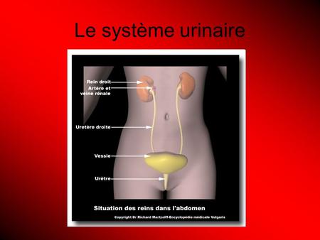 Le système urinaire.