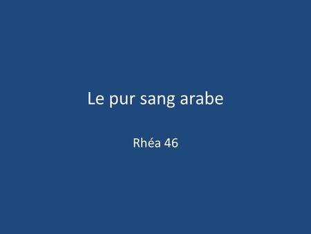Le pur sang arabe Rhéa 46.