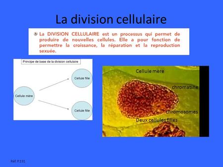 La division cellulaire