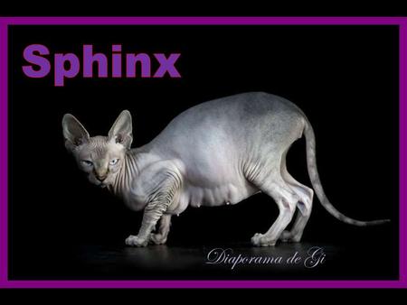 Diaporama de Gi Admirez l’étrange beauté des “chats nus” à travers de sublimes clichés Le sphinx est une race de chats fascinante. Caractérisé par une.