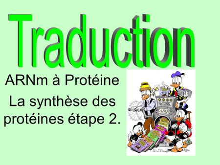 ARNm à Protéine La synthèse des protéines étape 2.