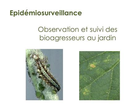 Observation et suivi des bioagresseurs au jardin