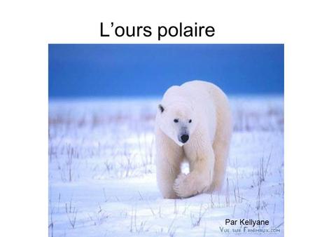 L’ours polaire Par Kellyane.