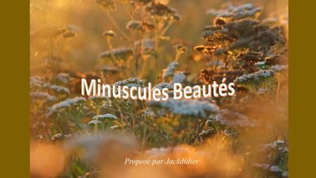Minuscules Beautés Proposé par Jackdidier.