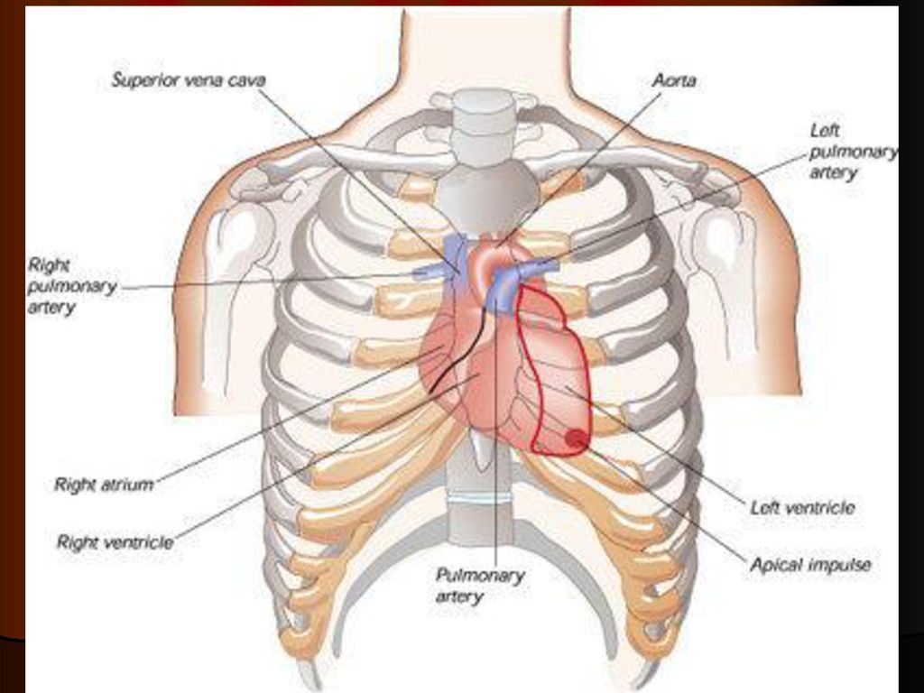 Легкие между ребер. Сердце в грудной клетке анатомия. Расположение сердца в грудной клетке у человека. Анатомическое расположение сердца у человека. Расположение сердца и легких.
