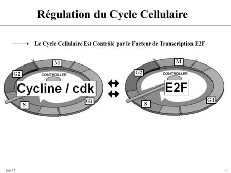 Régulation du Cycle Cellulaire