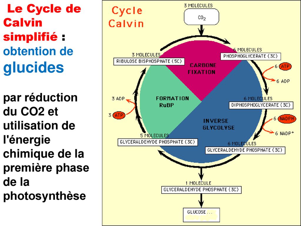 Animation de la photosynthèse du cycle Calvin