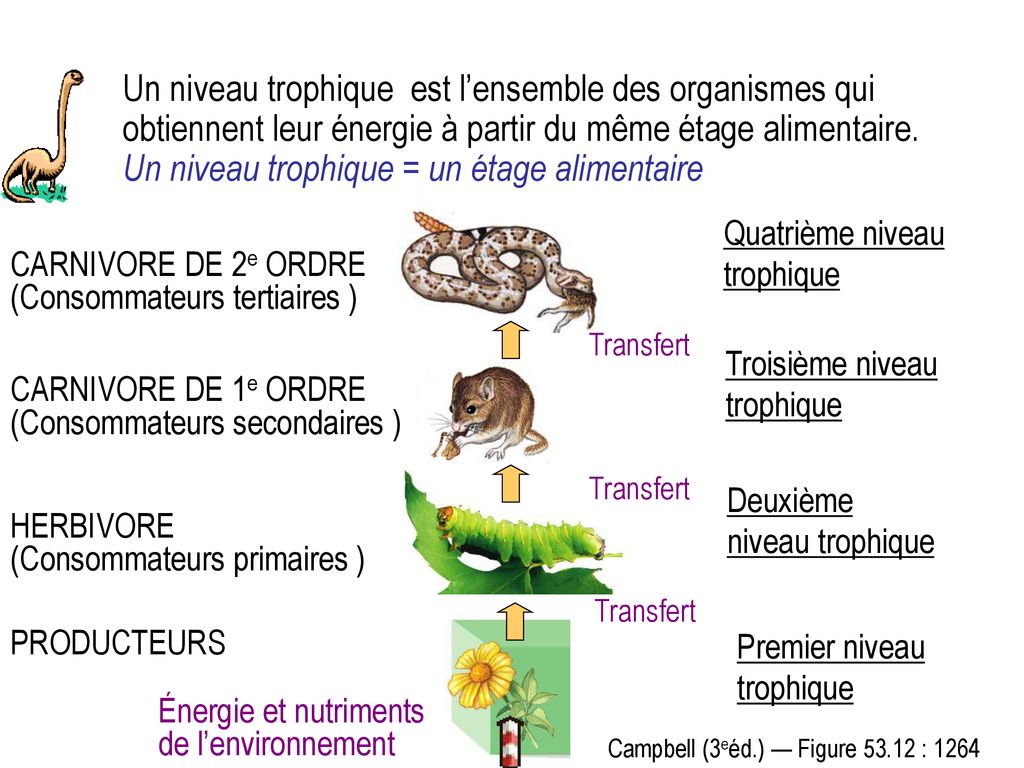 exemples de niveaux trophiques