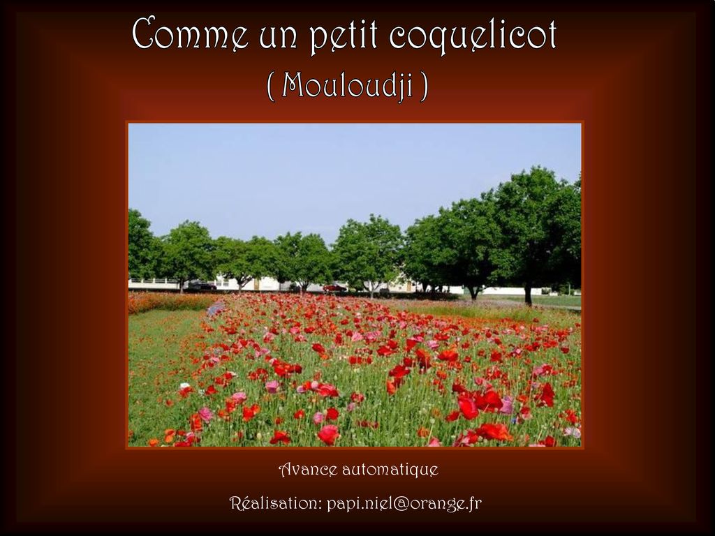 Comme un petit coquelicot ppt t l charger