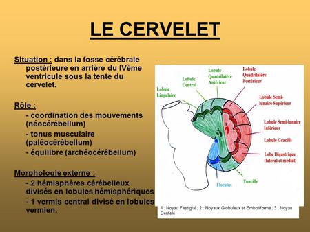 LE CERVELET Situation : dans la fosse cérébrale postérieure en arrière du IVème ventricule sous la tente du cervelet. Rôle : - coordination des mouvements.