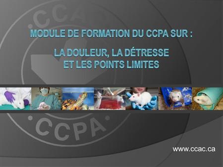 MODULE DE FORMATION DU CCPA SUR : LA DOULEUR, LA DÉTRESSE ET LES POINTS LIMITES www.ccac.ca.