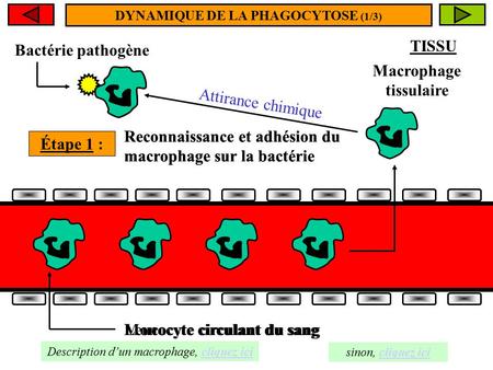 Reconnaissance et adhésion du macrophage sur la bactérie Monocyte circulant du sang Macrophage tissulaire Étape 1 : Chimiotactisme Reconnaissance et adhésion.