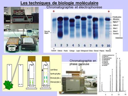 Les techniques de biologie moléculaire