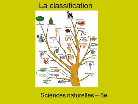 Sciences naturelles – 6e