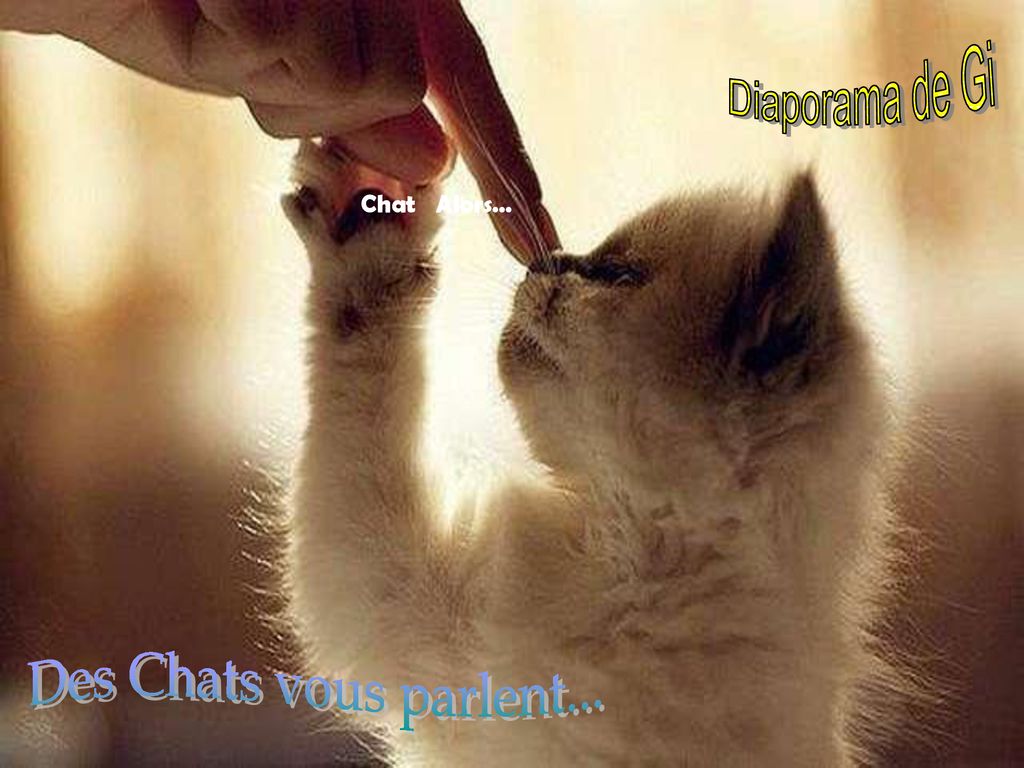 Diaporama De Gi Chat Alors Des Chats Vous Parlent Ppt Telecharger