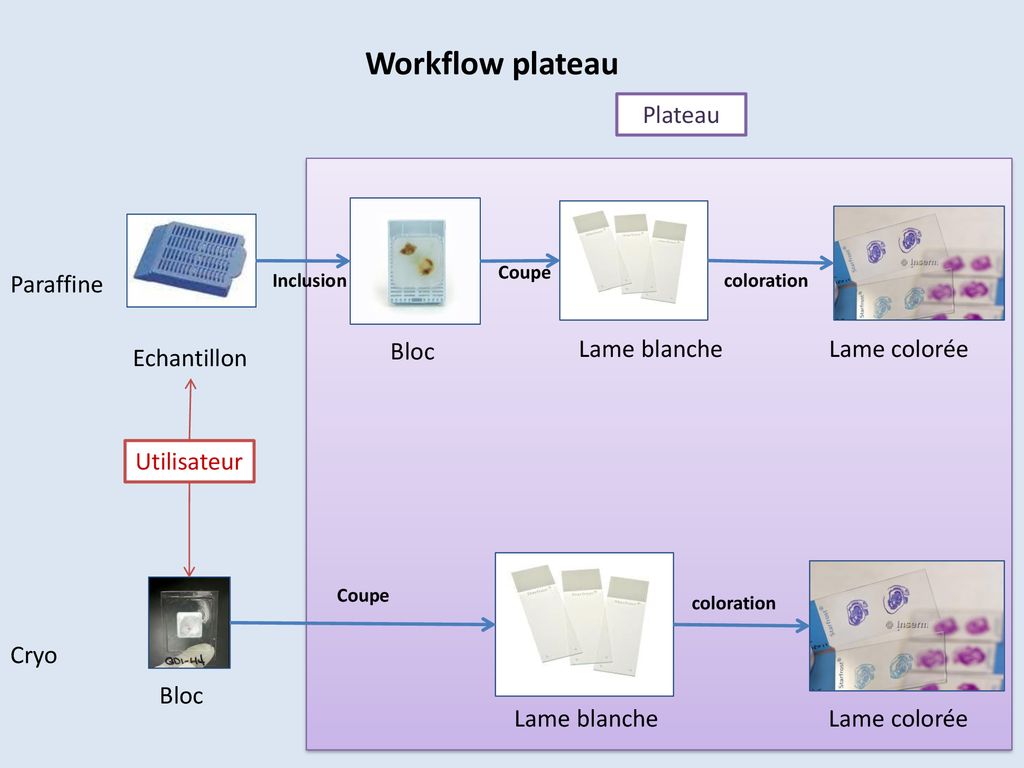 Workflow plateau Plateau Paraffine Bloc Lame blanche Lame colorée
