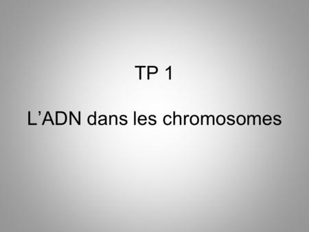TP 1 L’ADN dans les chromosomes
