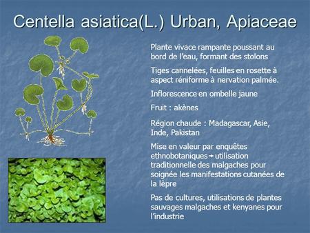 Centella asiatica(L.) Urban, Apiaceae