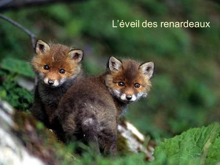 L’éveil des renardeaux L’observation des jeunes renardeaux à la tanière est toujours un spectacle fascinant. Dans ces paysages remplis d’ombres et de.