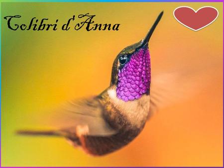 Colibri d’anna Colibri d'Anna.