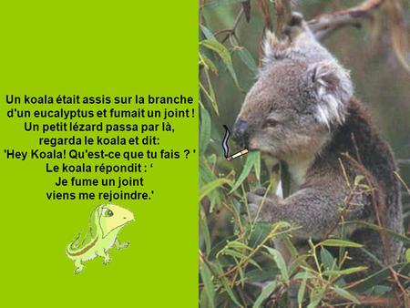 Un koala était assis sur la branche