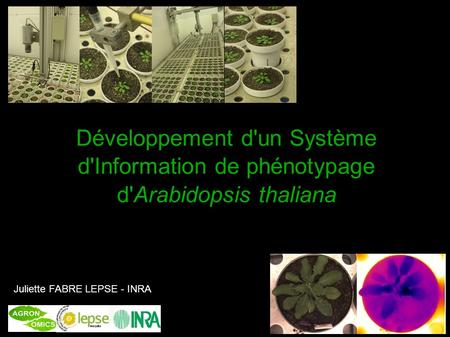 Développement d'un Système d'Information de phénotypage d'Arabidopsis thaliana Juliette FABRE LEPSE - INRA.