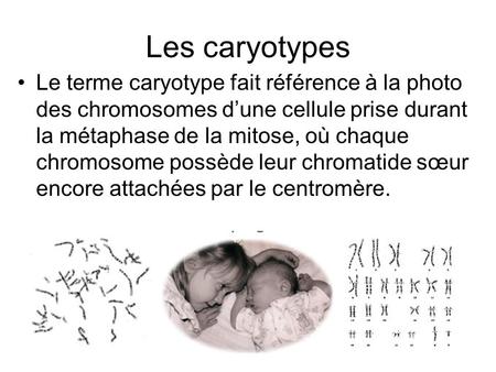 Les caryotypes Le terme caryotype fait référence à la photo des chromosomes d’une cellule prise durant la métaphase de la mitose, où chaque chromosome.