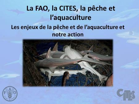 La FAO, la CITES, la pêche et l’aquaculture