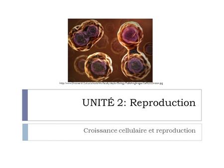 Croissance cellulaire et reproduction