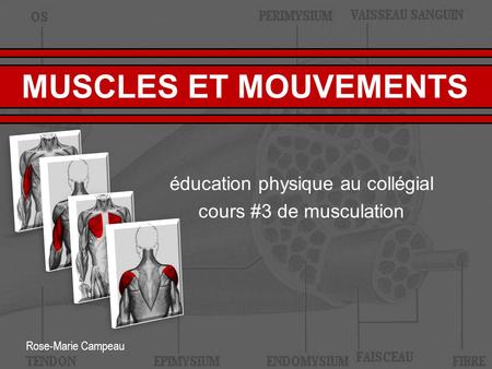 éducation physique au collégial cours #3 de musculation