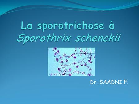 La sporotrichose à Sporothrix schenckii