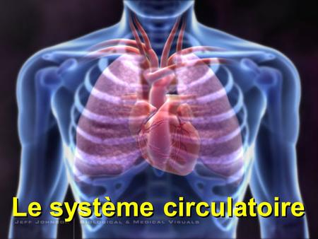 Le système circulatoire