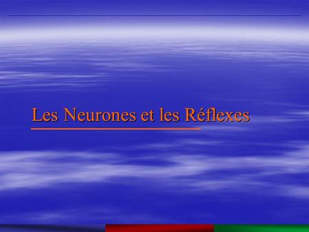 Les Neurones et les Réflexes