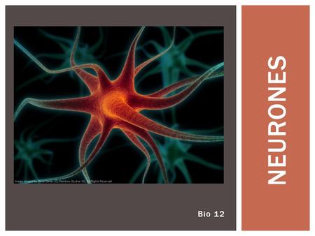 NEURONES Bio 12.