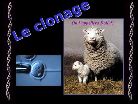 Le clonage On l’appellera Dolly!!.