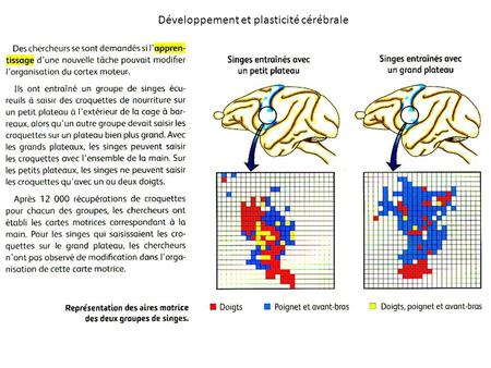 Développement et plasticité cérébrale 