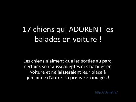 17 chiens qui ADORENT les balades en voiture !